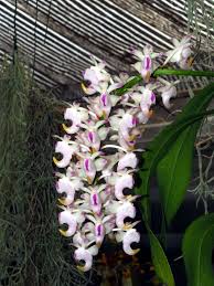 Aerides Odorata Lour Plants Of The World Online Kew Science