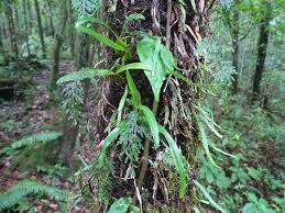 Learn vocabulary, terms and more with flashcards, games and other study tools. Plantes Epiphytes A La Bonne Saison Les Orchidees Ne Sont Pas Rares Picture Of Foret De Mare Longue Saint Philippe Tripadvisor