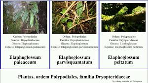 Image result for Elaphoglossum acrostichoides