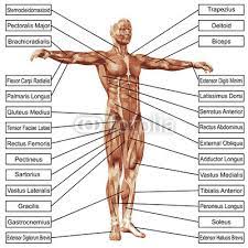 Y11 y12 y13 university science biology pe. Muscles Amardeepsg1