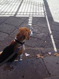 Luca Rispoli (@LucaRispoli)