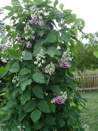 Flowering trees that bloom in summer should be pruned in winter or early spring for best results. Plantfiles Pictures Corkscrew Vine Vigna Caracalla By Emmaregina1 Cicek Bahcesi Guzel Cicekler Vine