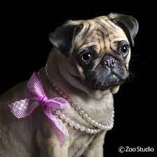 Cookie In Her Sunday Best Zoo Studio Pet Photography Brisbane Animal Photography Pets Pug Lover