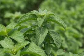 Jun 24, 2021 · setengan buah paprika hijau, yang dipotong dadu. Kaya Manfaat 5 Jenis Daun Mint Ini Bisa Anda Tanam Di Pekarangan