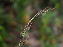 Image result for Helixanthera schizocalyx