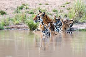 Tiger guide: species facts, how they ...