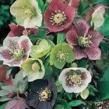 I always have beautiful flowers all winter long. Helleborus Pukehou Strain Egmont Seed Company Ltd Online Seed Sales Winter Flowers Flower Seeds Christmas Rose