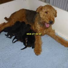 Satilik Airedale Terrier Yavrulari Satilik Kopekler Airedale Terrier Kopek