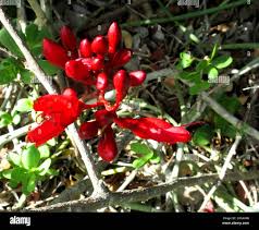 Image result for Schotia afra