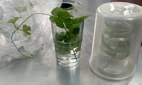 Hopfen Vermehren Gries Grunt Hopfen Pflanzen Zimmerpflanzen