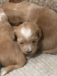 We provide full health care and surgical services including book an appointment. Vet To Pet Lara Crazypurplemama