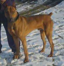 Black And Brown Pitbull Mix Doberman Pitbull Mix Working Dogs Doberman Mix Pitbull Mix