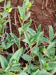 Image result for Justicia odora