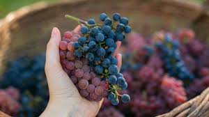 Mandikan bayi dengan air daun inai. 6 Hal Mengejutkan Jika Anda Mengonsumsi Anggur Selama 2 Bulan Lifestyle Liputan6 Com