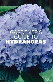 How To Choose And Care For The Most Colorful Hydrangeas Plants Hydrangea Garden Garden Vines