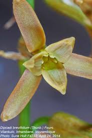 Image result for Dipcadi brevifolium