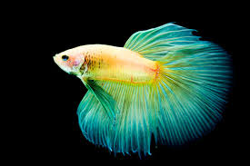 Image result for Fish