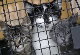 You will find dogs for sale and puppies for adoption in our listings. Coronavirus Wisconsinites Adopt Foster Over 300 Pets During Pandemic