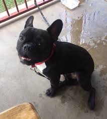 Brindle frenchies have a base coat of fawn hairs through which black hairs extend in bands to produce a. Lost Dog French Bulldog Black White Chest Stuart Park Top End Lost And Found