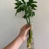 Always water thoroughly, but allow the top inch or two to dry out completely before watering again. 1