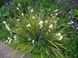 Libertia Grandiflora Grows On You Plants Shade Plants Coastal Gardens