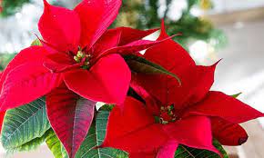 Jul 30, 2019 · la flor de pascua es la flor elegida por la mayoría de las personas durante el tiempo de navidad. Flor De Pascua Caracteristicas Cuidados Y Mantenimiento