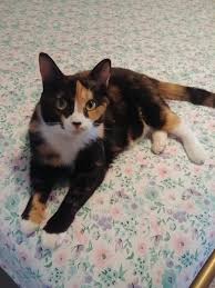Are all calico cats female? My Calico Cat Is Missing Album On Imgur