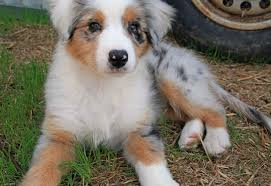 Find australian shepherds for sale on oodle classifieds. Australian Shepherd Golden Retriever Mix Puppies For Sale Petsidi