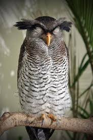 Sjove Dyr 2020 Rengarenk Kuslar Puhu Owl