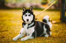 Montagne apparentemente quiete ma sempre attive. I 11 Cani Piu Pericolosi Al Mondo Con I Commentati Del Cinologo