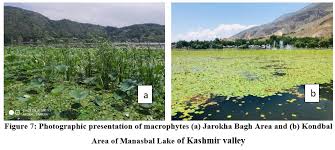 Image result for Cyperus trigonellus