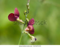 Image result for Macroptilium atropurpureum