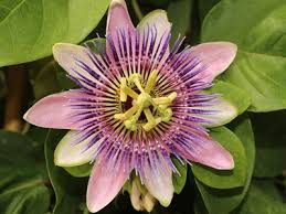 Image result for Anadelphia