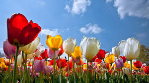We have an extensive collection of amazing background images carefully chosen by our community. Flower Nature Plant Beautiful Colorful Flowers Wallpapers Hd Desktop And Mobile Backgrounds