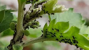 Image result for plašič krtků z pet lahve