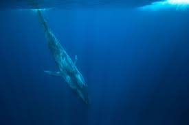 It is fibroelastic like those of the blue whale's artiodactyl relatives. 11 Facts About Blue Whales The Largest Animals Ever On Earth