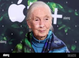 Goodall hi-res stock photography and images