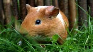 Guinea pigs originated in the andes of south america. Guinea Pigs Guinea Pigs Welfare Tips Advice Health
