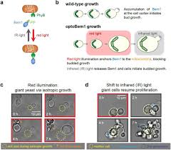 A Size Invariant Bud Duration Timer Enables Robustness In Yeast Cell Size Control Biorxiv