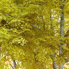 Image result for Fraxinus velutina