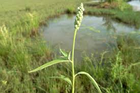 Image result for Sphenocleaceae