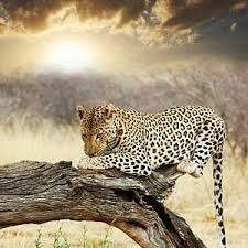 Doch auch urlauber, die aktiv in namibia unterwegs. Namibia Dreams Afrika Reisen Safari Urlaub Gunstig Buchen