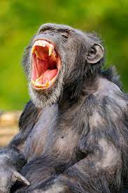 Pin On Chimpanzee Mouth Open Tattoo