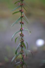 Image result for Ammannia baccifera
