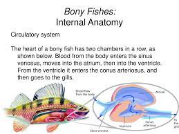 Odd looking fishes with only 47 species left in the world. Ppt Introduction To Vertebrates Powerpoint Presentation Free Download Id 981946