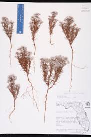 Image result for Polycarpaea