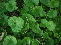 It's often mistaken for dichondra, a weed with similar round leaves, but the difference is in the stem. What Is This Plant Creeping Charlie Thriftyfun