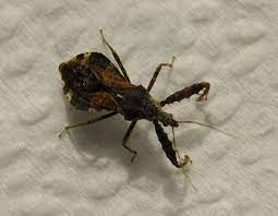 We kid because we love. Spiny Assassin Bug Missouri Department Of Conservation