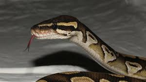 Sebagian besar masih keukeuh mempertahankan makna tentang hubungan percintaan atau asmara. Mimpi Digigit Ular Yuk Cari Tahu 10 Arti Mimpinya