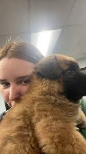 Babysitter and pet sitter available near Manchester or York